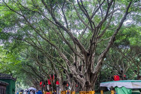 榕树盆栽风水|榕树盆景风水详解（摆放位置、作用、风水禁忌）